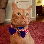 Ginger Kitty Davenport - @gingerkittydav_ - Instagram