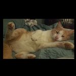 Henry Davenport - @henrydavenportdakitty - Instagram