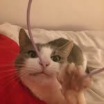 Kitty The Cat - @kitty_davidge - Instagram