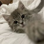 Charlotte Davidson - @charley_kitty_davidson - Instagram
