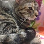 Daisy Davidson - @daisydavidsonthekitty - Instagram