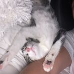 Harley Davidson - @harleydavidsonthekitty - Instagram