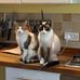 Kitty Davidson - Facebook
