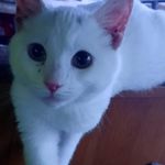 Pete David'son - @pete_davidson_kitty - Instagram