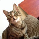 Dexter Kitty Dickson - @dexterescape - Instagram