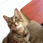 Dexter Kitty Dickson - @dexter_escape - Instagram