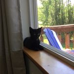 Wisk - @kittycatwiskydillard - Instagram