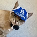 Blue - @blue_the_dodger_kitty - Instagram