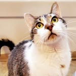 Dodge 🐾 - @dodge_the_kitty - Instagram