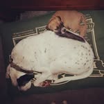 dodge&kitty mills - @dodgekittymills - Instagram