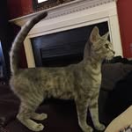 Dodger And Kitty - @dodger_and_kitty - Instagram