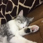 Dodger Brake - @_dodger_the_kitty_ - Instagram