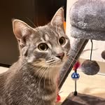 Dodger Crain - @artfuldodgerkitty - Instagram