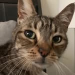 Dodger - @dodgerkitty - Instagram