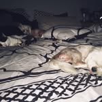 ᗪOᗪGEᖇ • ᗷᒪEᑌ • ᔕᗰOKEY - @dodgerbleu_kitty - Instagram