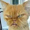 kitty1234_doherty - @kitty1234_doherty - TikTok