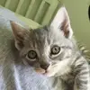 Elliot_the_kitty - @elliotthekitty0 - TikTok