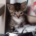 Elliott - @elliott_the_kitty - Instagram