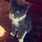 Elliott🐱 - @elliott.kitty - Instagram