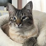 Elliott - @elliott_the__kitty - Instagram