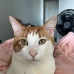 Elliott - @elliott.the.kitty - Instagram