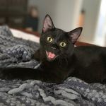 Elliott Craig - @kitty.kitty.elliott - Instagram