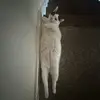 Elliott - @elliottwellskittycat - TikTok