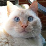 Elliott Kitty - @elliottkitty - Instagram