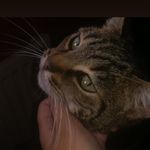 kittythecat.xo - @kittyelliott.xo - Instagram