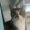 Meow🩵🩷 - @sirkittyelliott - TikTok