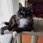 Sir Elliott - @sirelliottkitty - Instagram