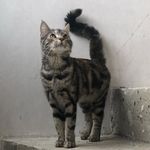 Elli 🐭🐾 - @ellis_kitty_kontent - Instagram