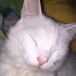 Casper Kitty Fowler - @ying_yang_cats2 - Instagram