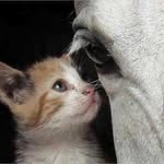 Kitty Coddington Fowler - @kitzikin - Instagram