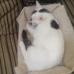 Kitty.fowler - @kittn_o_kittn - Instagram