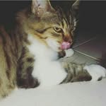 ricky_fowler - @ricky_kitty_fowler - Instagram