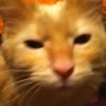 Frye AKA Ratbag - @frye_kitty - Instagram