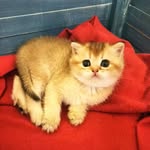 Cats.kitty.gold - @cats.kitty.gold - Instagram
