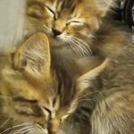 Golden Kitty Paws - @kittygoldenpaws - Instagram