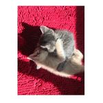 Kitty_Gold - @golden_kitty_baterfly - Instagram