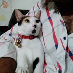 kitty😼 goldy😺 blackie🐶 coco🐶 - @kitty_goldy_blackie_coco - Instagram