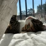 Luna - @_kitty.gold_ - Instagram