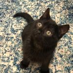 Luna - @graveskitty.luna - Instagram