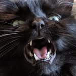 Griffin - @kittygriffin - Instagram