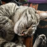 Guthriethepoundkitty - @guthriethepoundkitty - Instagram
