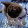 Hammy_MyKittyHampster - @hammy_mykittyhamp - TikTok