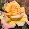 Kitty Hammett - @kittyhammett1966 - TikTok