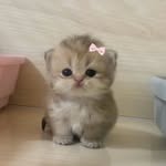 kitty - @kittyhammy - Instagram