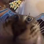 KittyHammer - @kittyhamm3r - Instagram