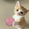 Kittyhammy - @yupiminiandfam - TikTok